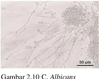 Gambar 2.10 C. Albicans 