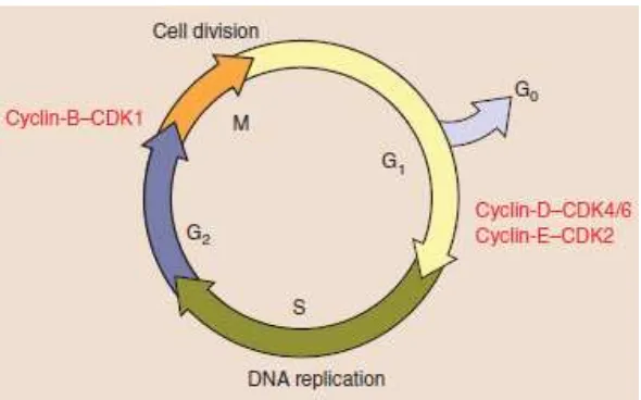 Gambar 3.  Siklus sel (Duronio and Xiong, 2013)  