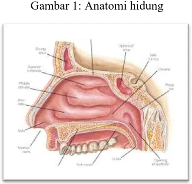 Gambar 2: Anatomi faring 
