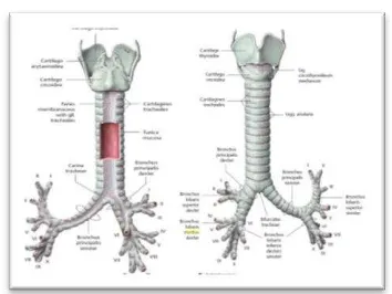 Gambar 4: Anatomi trakea dan bronkus 
