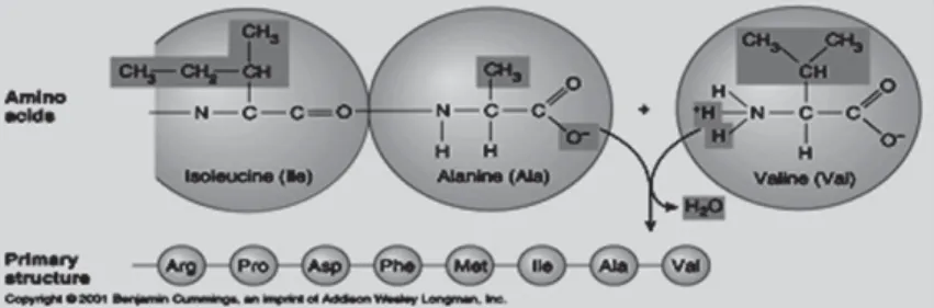 Gambar 1. Ikatan kimia protein