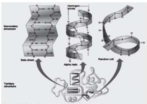 Gambar 3. Struktur sekunder protein
