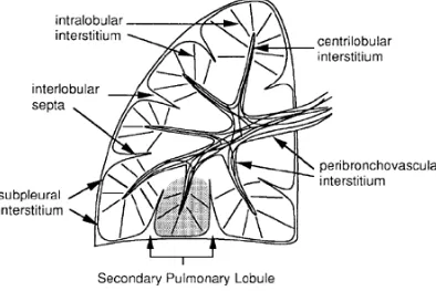 Gambar 8. Anatomi Interstitium Paru