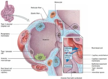 Gambar 2. Anatomi Alveolus