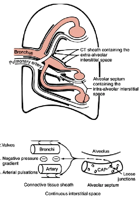 Gambar 3. Alran Cairan Interstitial