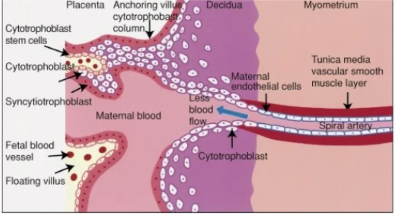Gambar 1. Aliran Darah pada ibu hamil tanpa hipertensi
