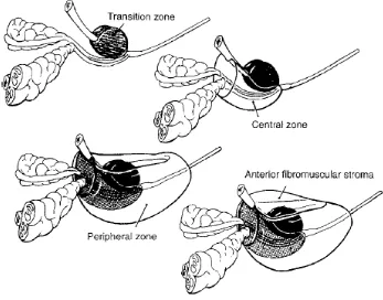 Gambar 2.1.Anatomi zona dari kelenjar prostat yang dideskripsi oleh McNeal (Dikutip dari: 