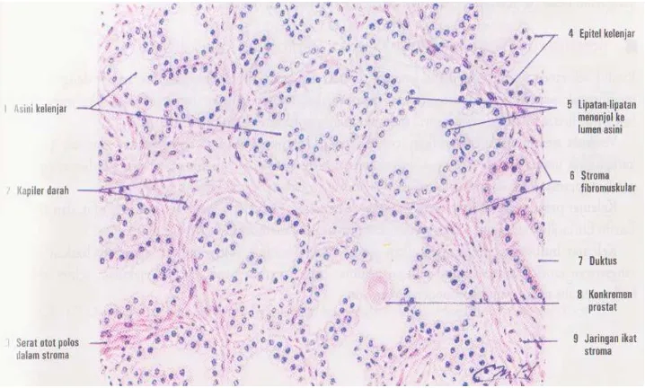 Gambar 2.2. Histologi kelenjar prostat dengan pewarnaan haematoksilin dan eosin (Dikutip dari: Eroschenko VP