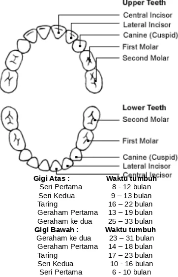 Gambar 5. Urutan pertumbuhan gigi sulung