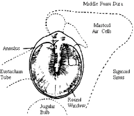 Gambar 2. Struktur Telinga Tengah 