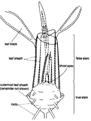 Gambar 1.  Penampilan organ-organ pada tanaman bawang merah muda  (Sumber: Sinclair, 1988) 