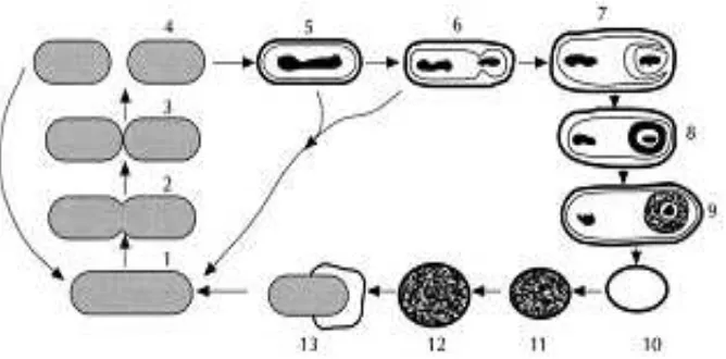 Gambar 2.1.1 Siklus sporulasi. (1–4) Multiplikasi sel, (5) Pembentukan filamen aksial, (6) Pembentukan septat, (7) Pembentukan prespora, (8) Pembentukan korteks, (9) Pembentukan mantel, (10) Spora bebas, (11) Germinasi diikuti dengan aktivasi, (12) Pembengkakan spora, (13) Pertumbuhan sel (Ray, 2004) 