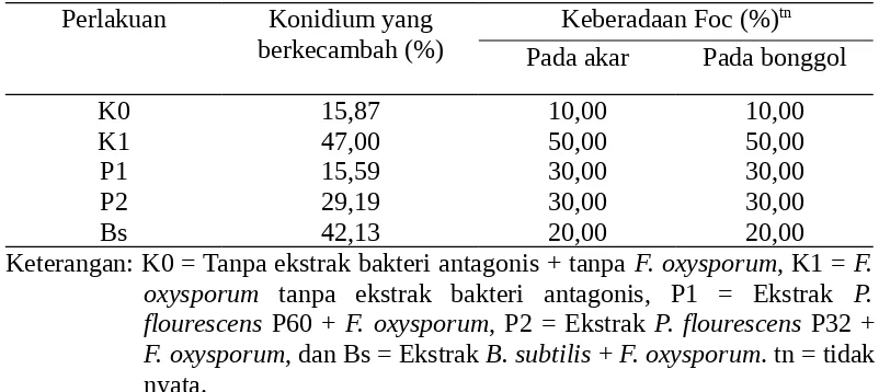 Tabel 4. Konidium yang berkecambah dan keberadaan Fusarium 