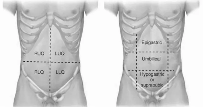 Gambar 1. Region dan Quadran pada Abdomen