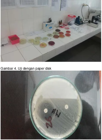 Gambar 4. Uji dengan paper disk 