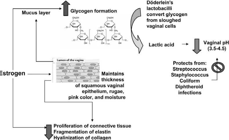 Gambar 1. Gambar skematik mengenai efek estrogen pada epitel vagina3 
