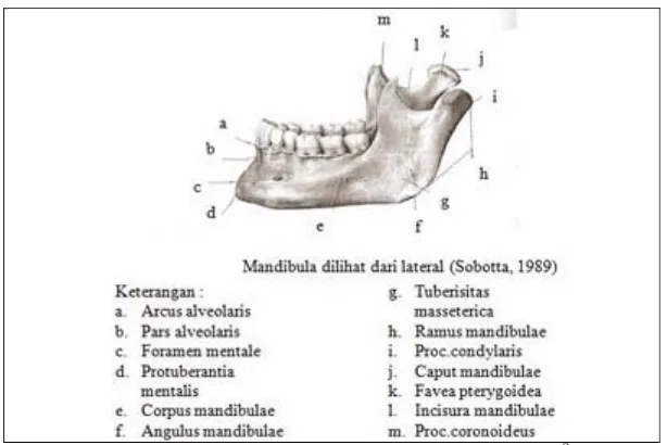 Gambar 2. Aspek anterior mandibula.9