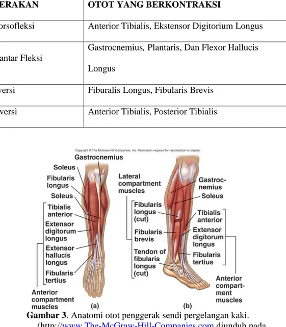 Tabel 1. Fungsi otot dalam melakukan gerakan pada pergelangan kaki 