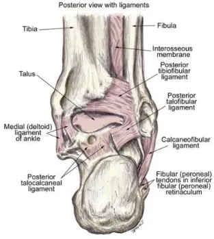Gambar 5. Anatomi ligament medial sendi pergelangan kaki. 