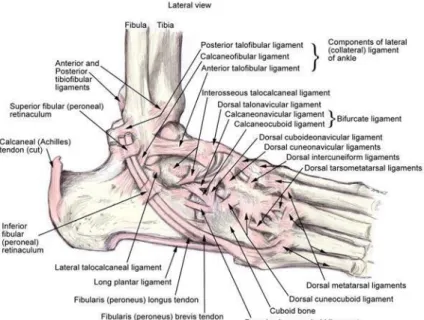 Gambar 6. Anatomi ligament lateral sendi pergelangan kaki. 