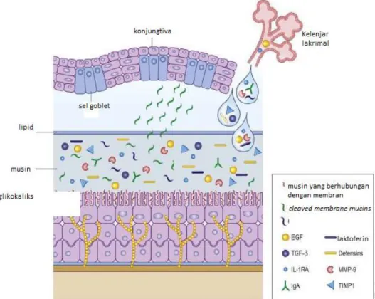 Gambar  2.1  Komponen  lapisan  film  air  mata.  Komponen  tersebut  berfungsi  melubrikasi,  proteksi  terhadap  inflamasi  dan  menstimulasi  penyembuhan