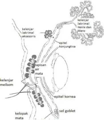 Gambar 2.2  Skema kelenjar lakrimal dan epitel permukaan okular   yang  berkontribusi dalam lapisan air mata
