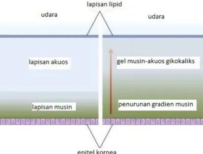 Gambar 2.3 Struktur lapisan film air mata. Kiri: pembagian struktur lapisan film mata  dahulu yang terdiri dari tiga lapis