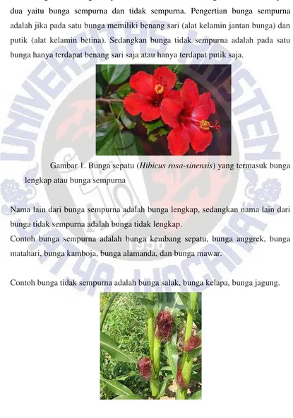 Gambar 1. Bunga sepatu (Hibicus rosa-sinensis) yang termasuk bunga 