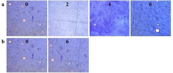 Figure 3. The observation results of the emulsions of oleanolic acid cream stored in a climatic  chamber (a) and at room temperature (b)