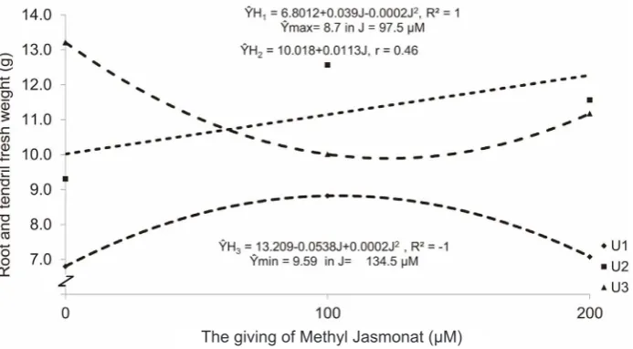 Fig.3. The influence of giving of methyl jasmonate in various harvesting times on root and tendril fresh weight (g)