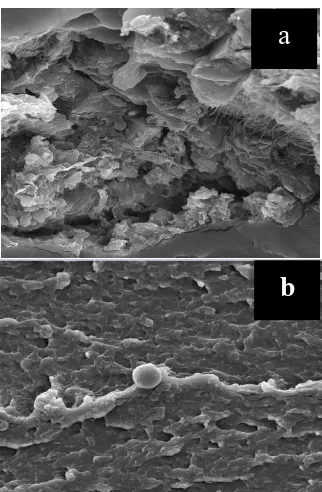 Figure 5. SEM micrographs of fractures : (a) Bioplastics without fillers chitosan and plasticizer sorbitol; (b) Bioplastics with chitosan filler and plasticizer sorbitol  