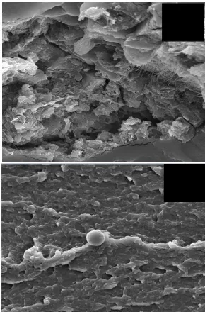 Figure 5.[12] SEM micrographs of fractures : (a) Bioplastics [11]without fillers chitosan and plasticizer sorbitol[4]; (b) Bioplastics with chitosan filler and plasticizer sorbitol 