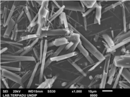 Figure 2. Microcrystalline cellulose with magnification 1000x 