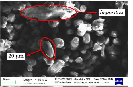 Figure 4 .Scanning Electron Microscopeof Starch Avocado Seeds 
