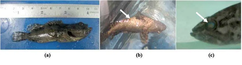 Gambar 3.  Gejala klinis khas virus VNN pada ikan kerapu macan. (a) Ikan normal. (b) Pembengkakan gelembung renang pada ikan