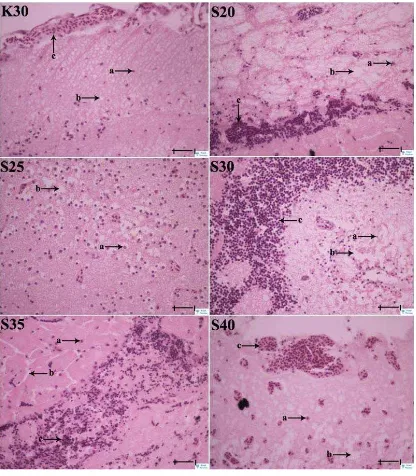 Gambar 4.  Gambaran histopatologi otak ikan kerapu macan dengan pewarnaan hematoxilin eosin, pembesaran 400x dan        = 10 µm