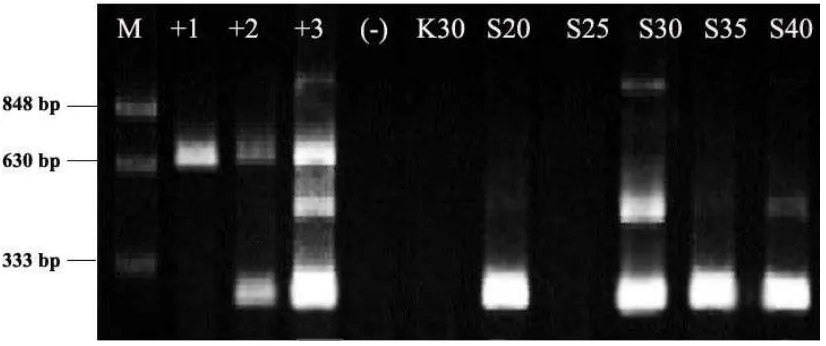 Gambar 5. Pita RNA pada VNN terhadap ikan uji (ikan kerapu macan-SPF) 