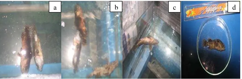Gambar 4.3 a) Gerakan berenang ikan dengan posisi kepala di bawah. b) Gerakan berenang ikan tidak menentu