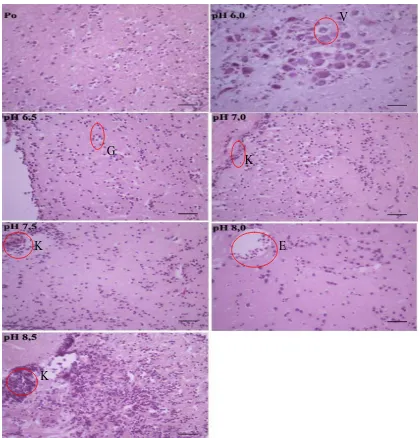 Gambar 4.5 Histopatologi Otak Ikan Kerapu Macan yang Diinjeksikan VNN pada Masing-Masing Perlakuan pH dengan Pewarnaan HE dan Pembesaran 400x (V: Vasculitis, K: Kongesti, E:Edema, G:Sel glia,                       = 10 µm )  