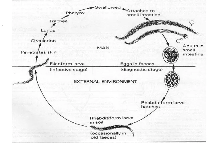 Gambar 4. Siklus hidup Necator americanus dan Ancylostona duodenale(Sumber :  Strikland, G.T