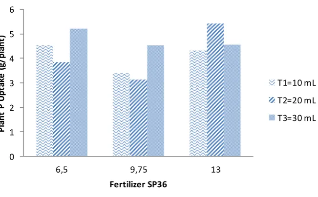 Figure 3: The relationship between T.pinophilus  and SP36 Fertilizer on potato tuber yield (g)           