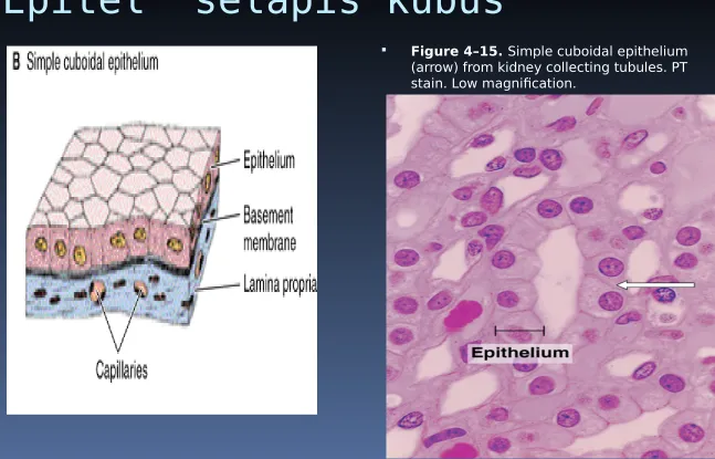 Figure 4–15. Simple cuboidal epithelium 