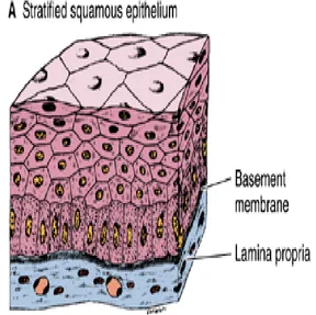 Figure 4–17. Stratified squamous 