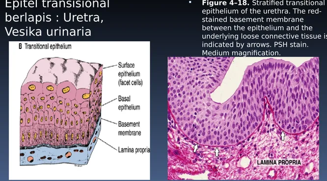 Figure 4–18. Stratified transitional epithelium of the urethra. The red-stained basement membrane between the epithelium and the underlying loose connective tissue is indicated by arrows