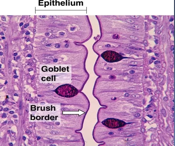 Figure 4–30. Section of intestinal villi stained by the PAS technique, a procedure that detects some polysaccharides