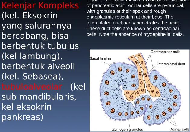 Figure 16–6. Schematic drawing of the structure of pancreatic acini. Acinar cells are pyramidal, with granules at their apex and rough endoplasmic reticulum at their base