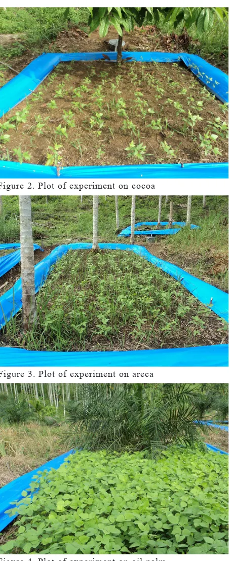 Figure 4. Plot of experiment on oil palm
