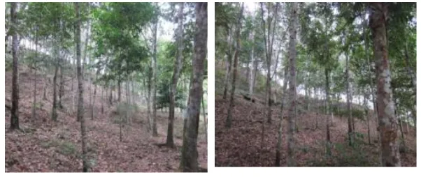 Figure 3.  The combination of rubber trees with meranti in Batu Jong-jong  Village,  Bahorok Sub-district, Langkat Regency (Buffer Zone of Mount Leuser National Park)  