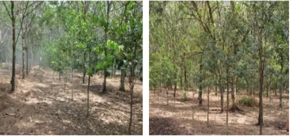 Figure 5. The combination of rubber trees with Gaharu in Timbang Lawang  Village,  Bahorok Sub-district, Langkat Regency (Buffer Zone of Mount Leuser National Park)  