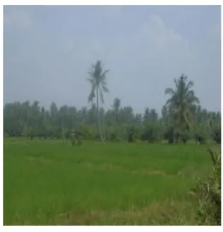 Figure 2. Rice field in Belawan Watershed 